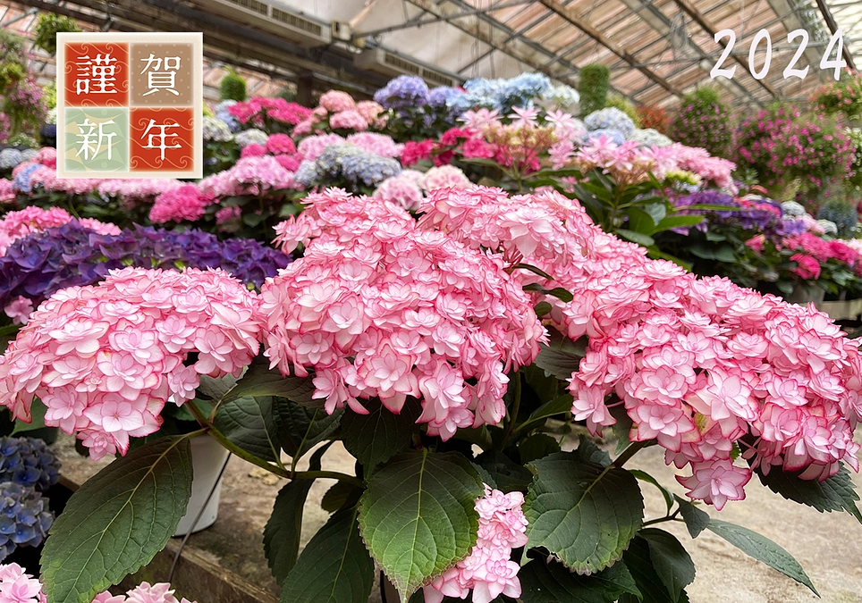 あけましておめでとうございます。今年も加茂荘花鳥園をよろしくお願いいたします。