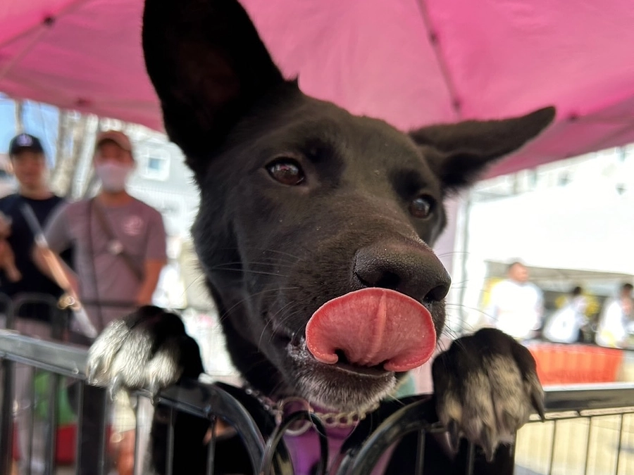 ボランティアの胸のうち　aさん