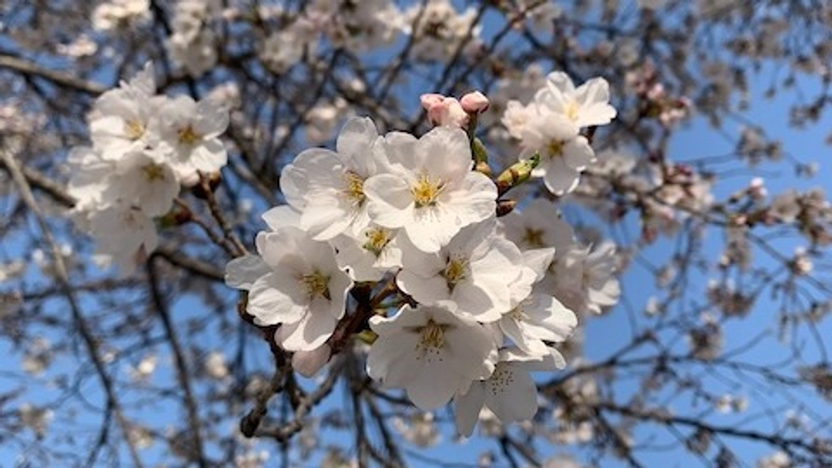 明日4/15（月）より大町西小の桜のライトアップを開始します！