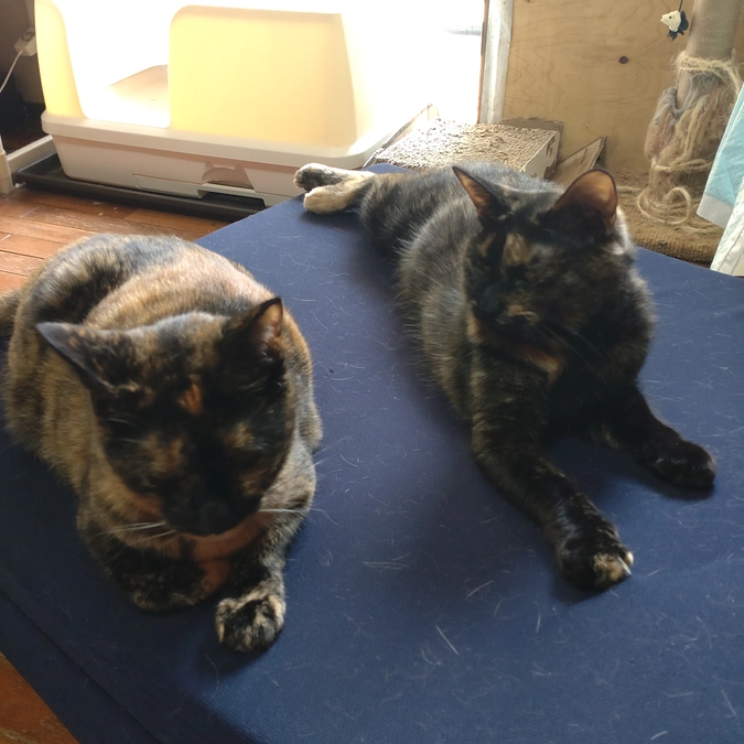 サビニャン〜コンビ🌸😺🌸😺🌸