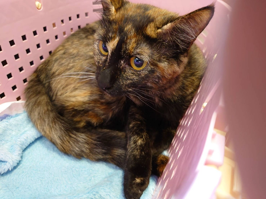 FIPと戦っていたネルちゃん寛解へ