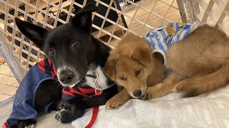 保護犬猫たちにより広く快適な居場所を｜第二のシェルター建設へ 2枚目