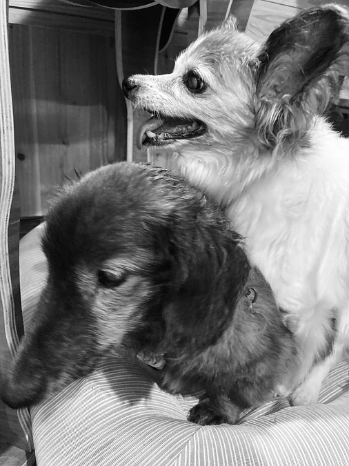 看取りの老犬シェルター開設へ向けての理由の一つ