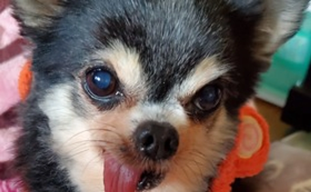 ちぃココロの元気玉(メールアドレスでお礼📧)