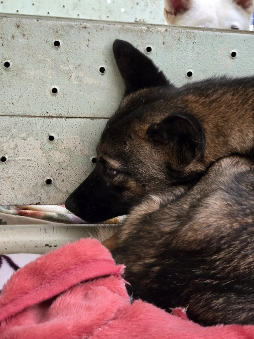 3/13、今日期限をむかえてしまった子