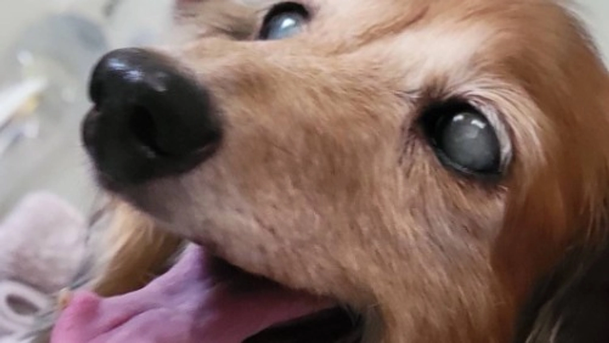 【ご存知ですか？】高齢犬より体も心もボロボロの「繁殖引退犬」。それでも愛を注げば…