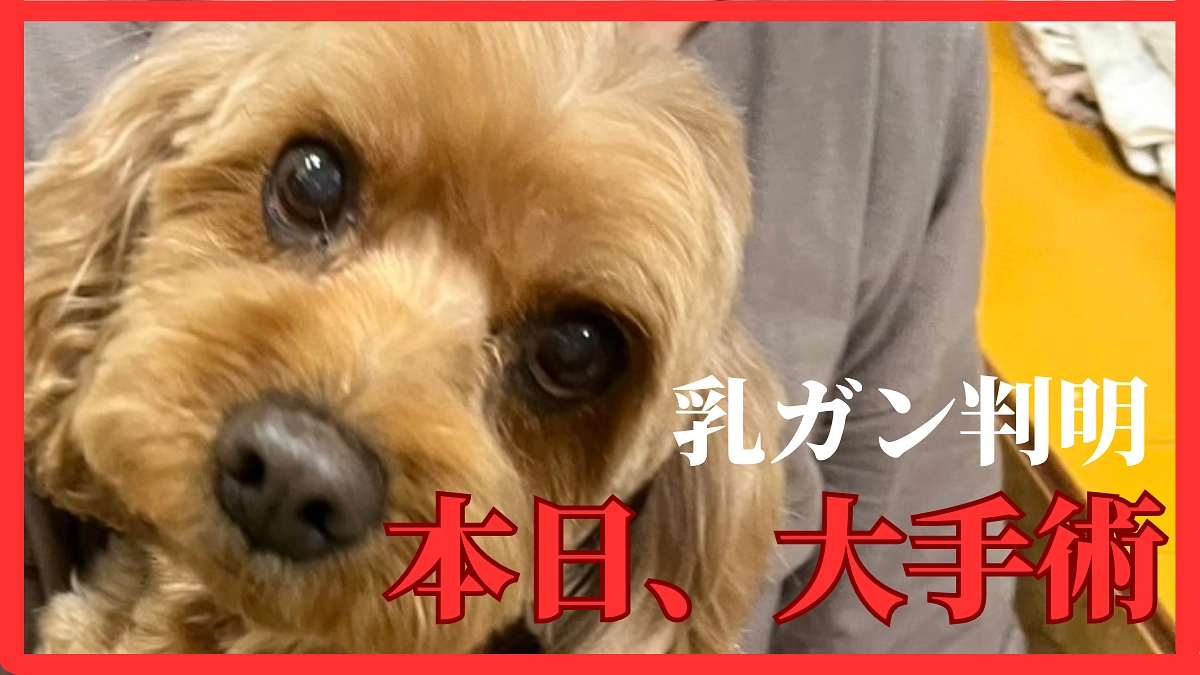 まさかの乳がんで大手術😱💦…続報です!!