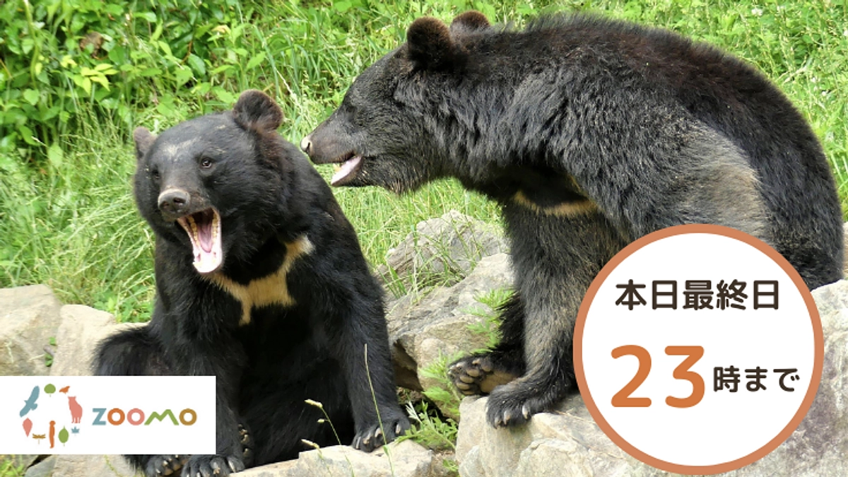 【本日最終日】本日23時まで！たくさんのご支援をいただきありがとうございます！！