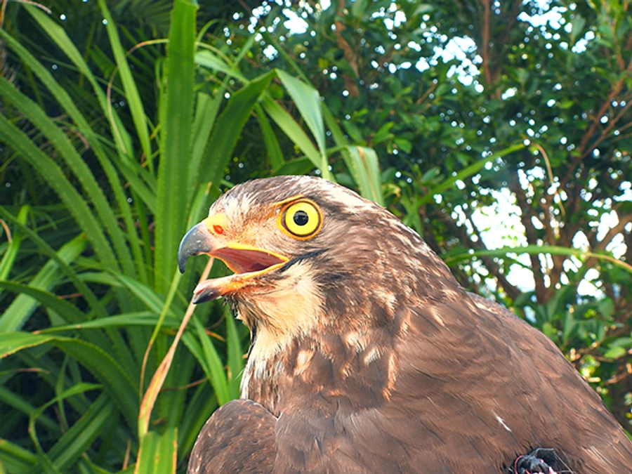 【捕獲報告】奄美調査が終了しました！