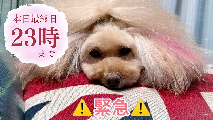 僧帽弁閉鎖不全症で苦しむシフォンを助けてください。