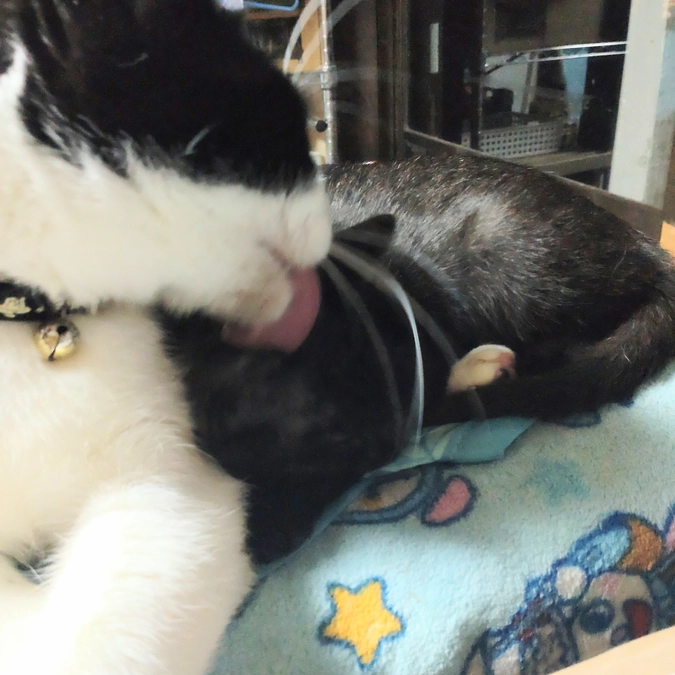 優しい　オレオ君💕