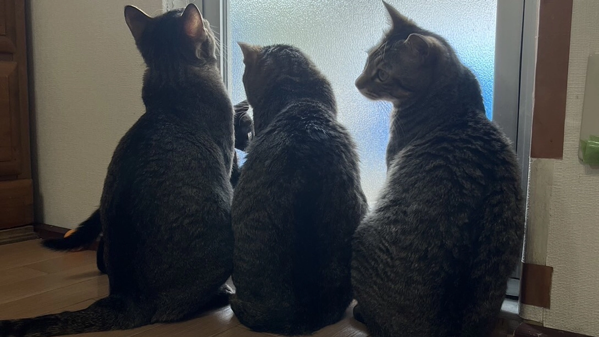 家族を待っている猫ちゃん