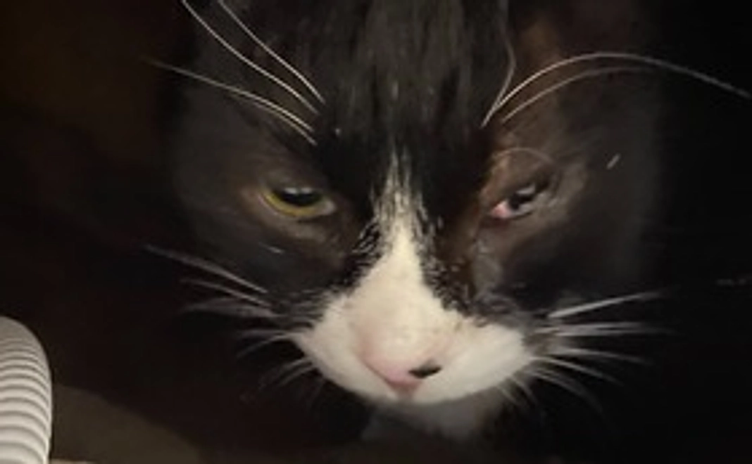 保護猫ブーのご支援（2）