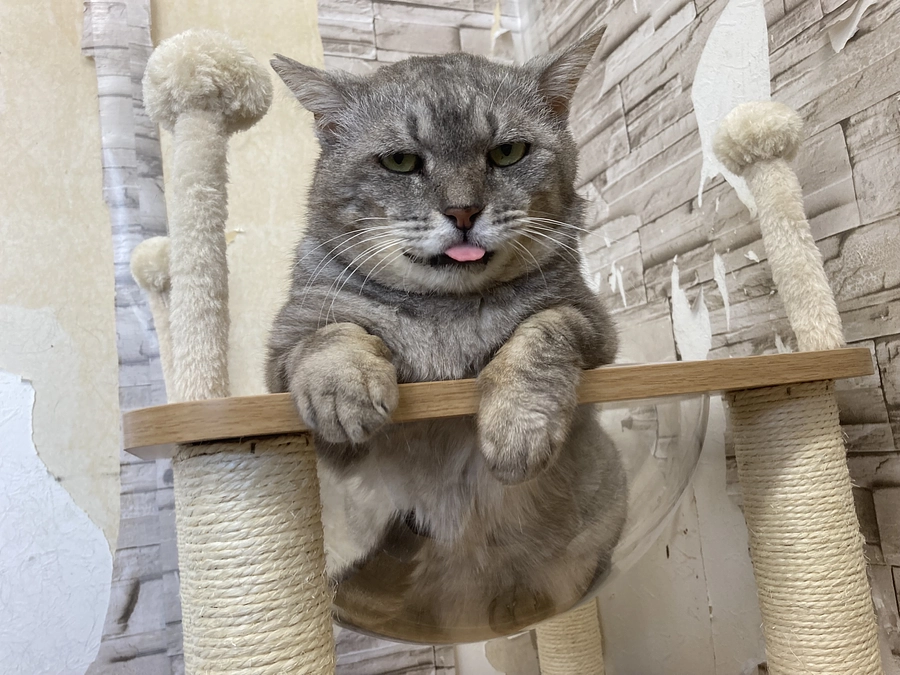 オカベエ君の苦痛