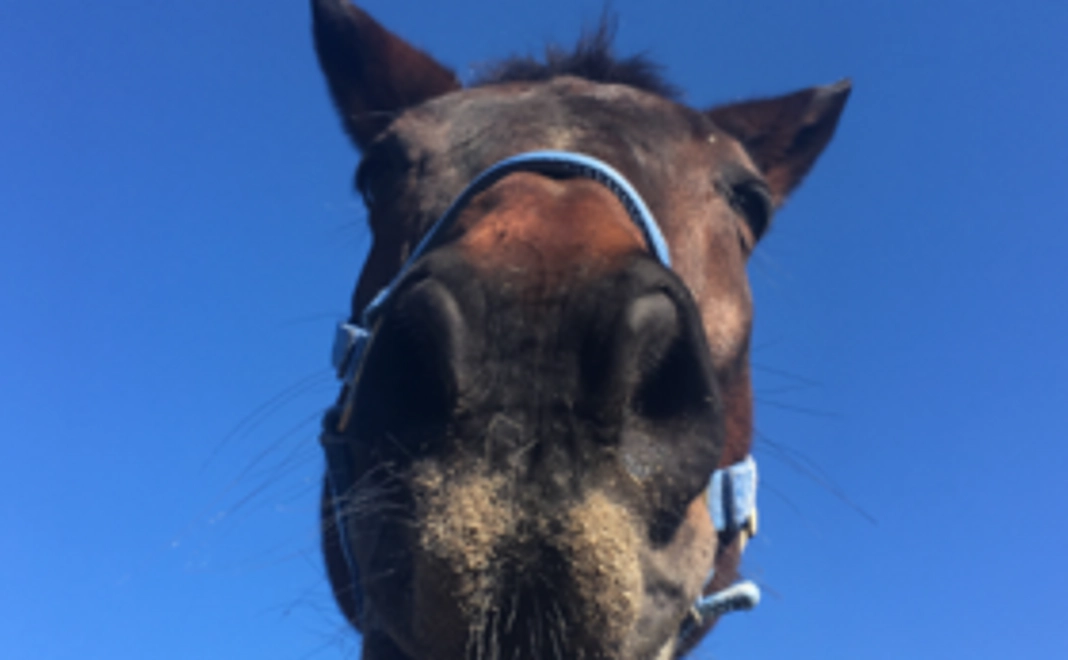 毎月応援5,000円コース