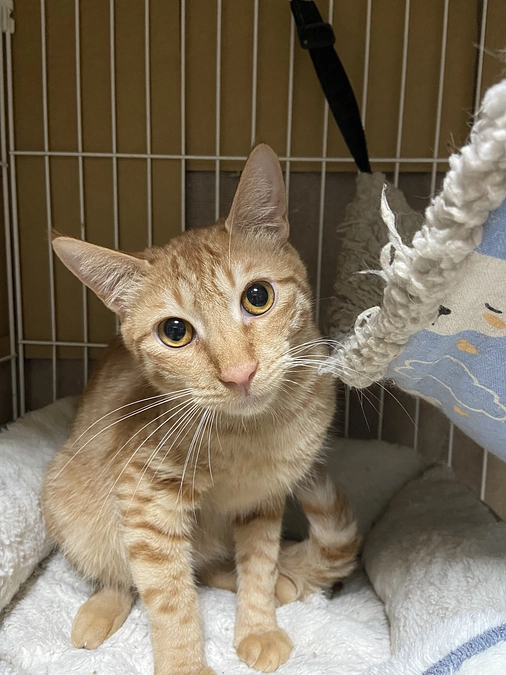 シナモン4回目の通院