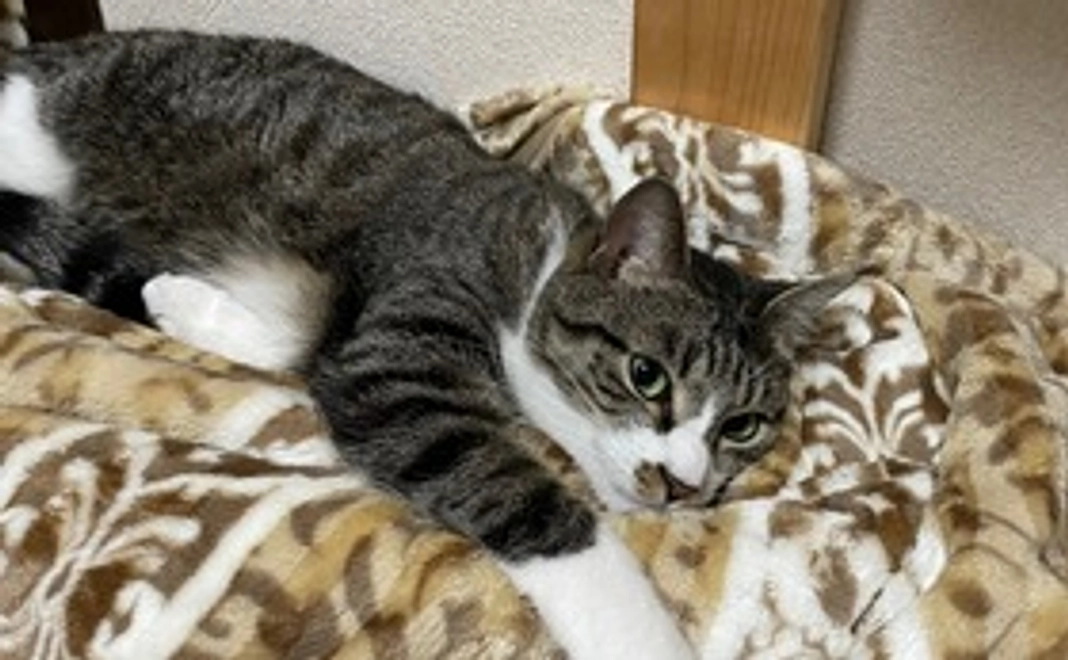 くー太応援コース(500円)リターン不要