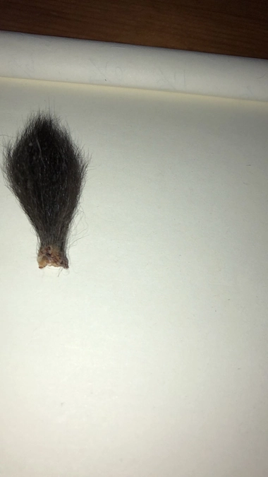 尻尾が壊死？？？