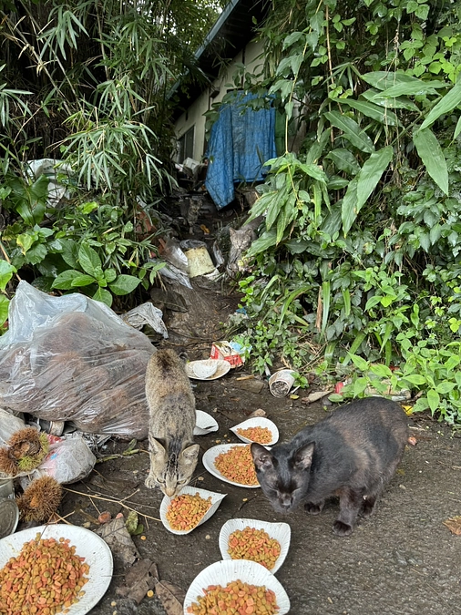 多頭崩壊現場へ