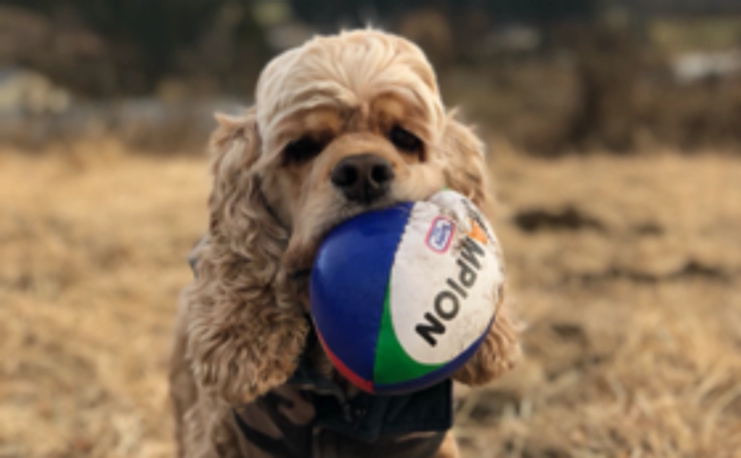 サンクスメッセージ