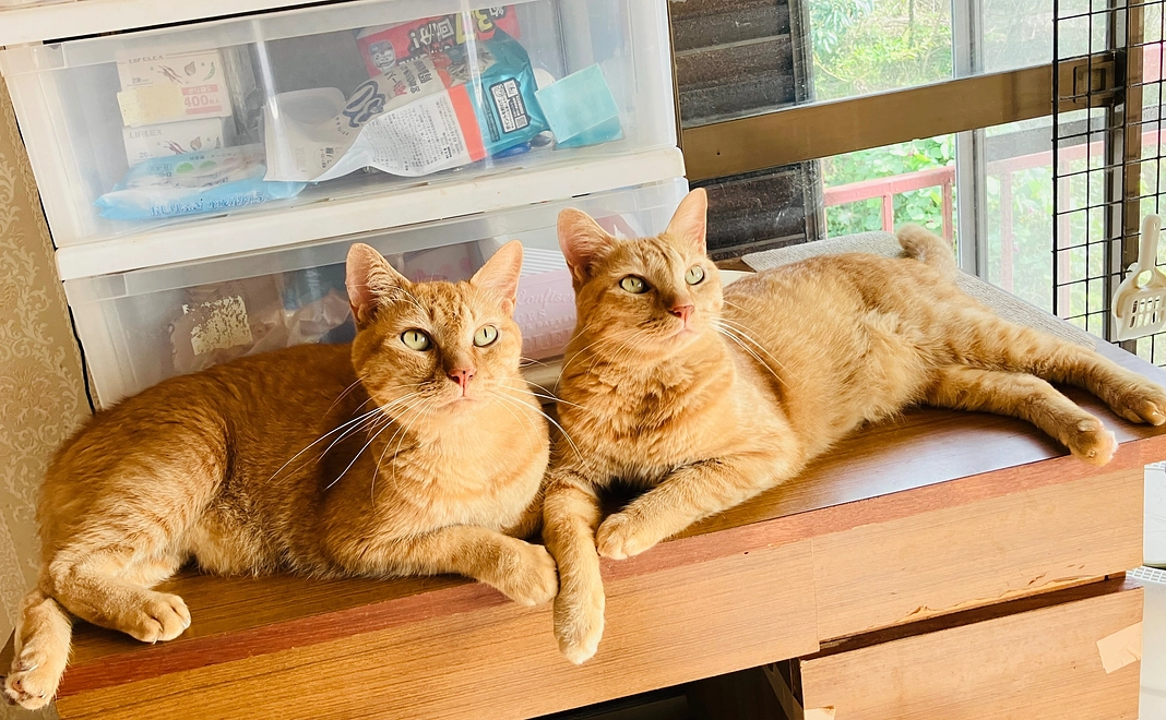 10000円ご支援。