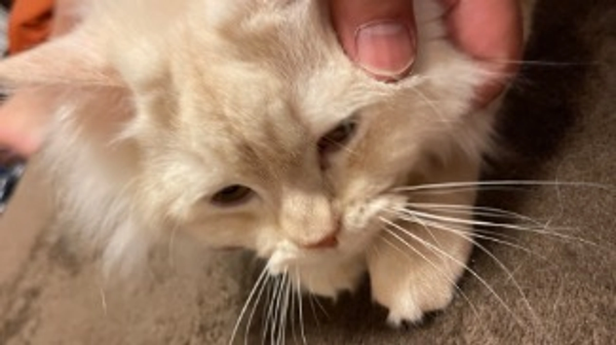 今日のトキ☀️