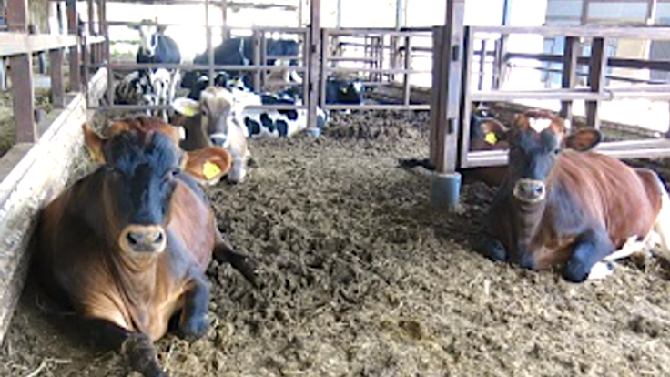 国分牧場とお客様をつなぐ！直売×カフェ×農業体験の複合施設を