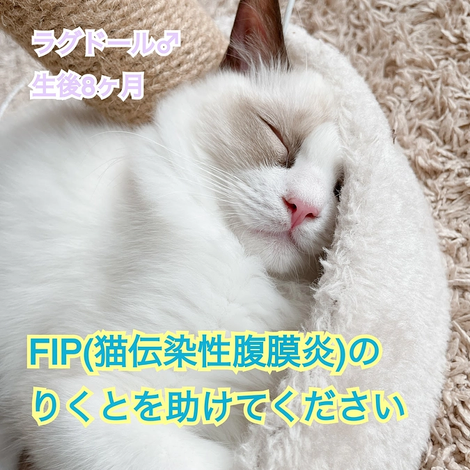 定期受診のご報告（FIP治療26日目）