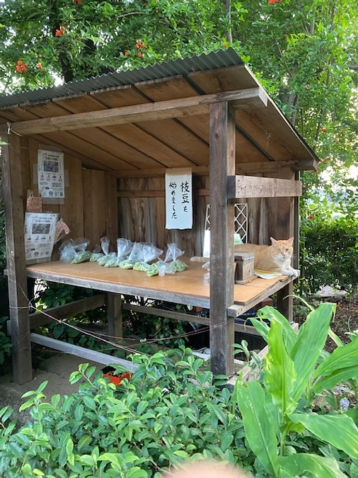 振り出しに戻る・・・