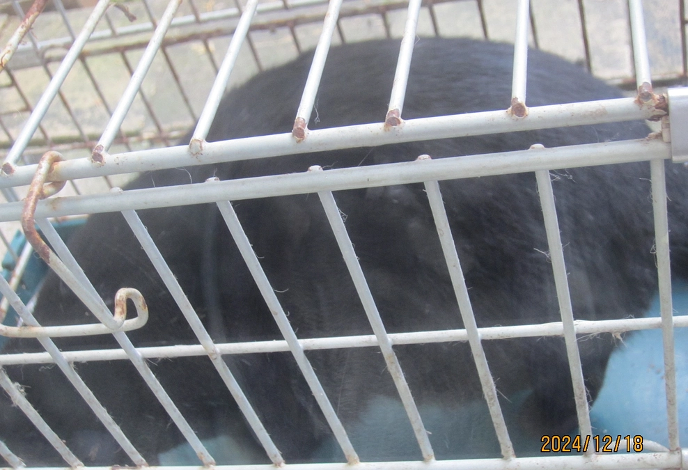 野外猫達の餌やりと捕獲保護 （12月31日／追記）