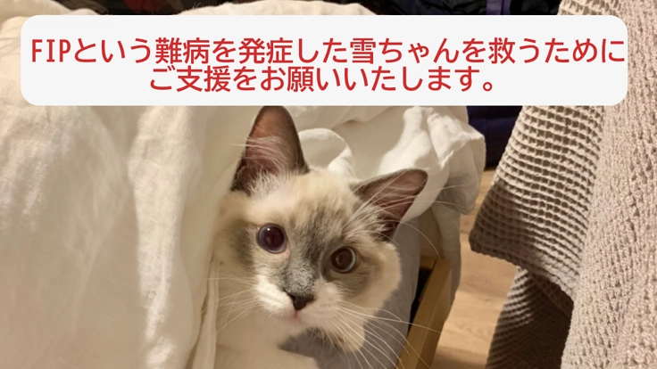 FIP(猫伝染性腹膜炎)闘病中の雪ちゃんにお力添えをお願いします!