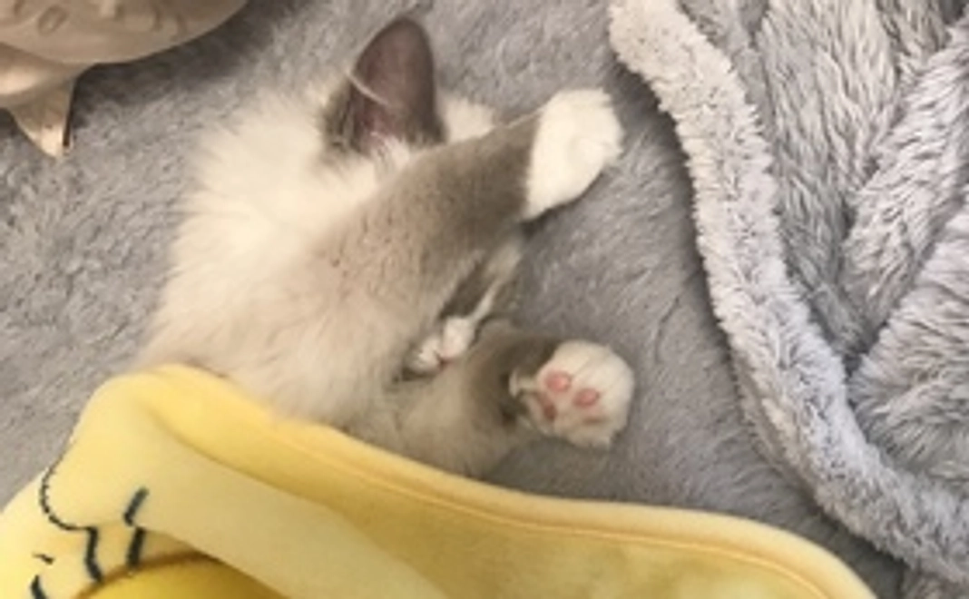 感謝のメール（ミミちゃんの可愛い写真データ１枚付き）