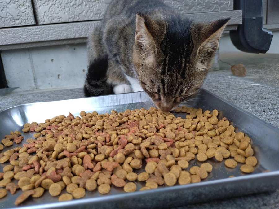 プロジェクト終了まで残り…