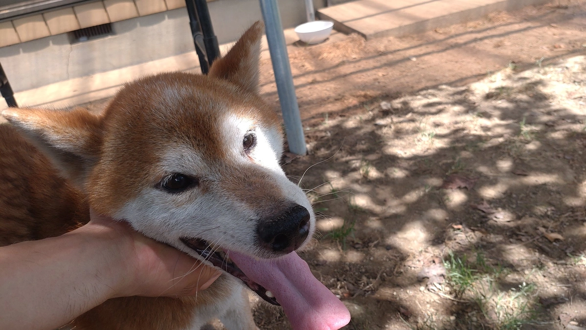 柴犬を保護しました