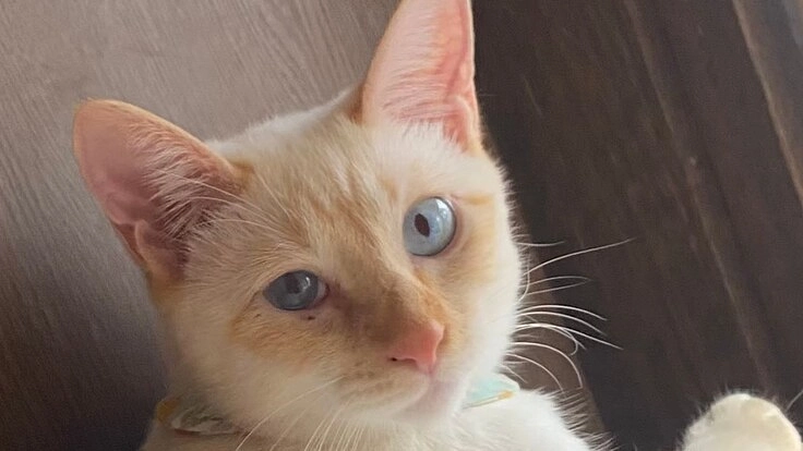 保護猫活動を続けるために継続的な寄付をお願いします