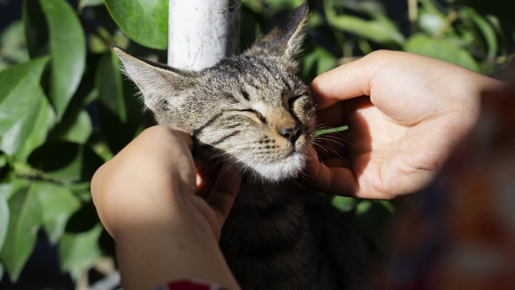 【猫基金】にご支援を｜猫と人間、動物と人間が共に生きられる社会へ。