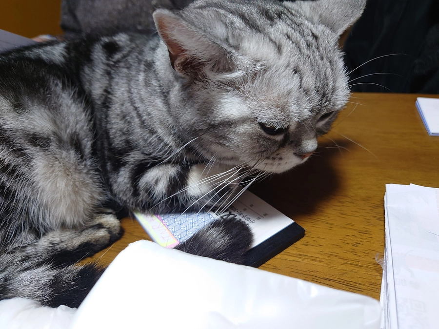 今日の事務所兼プチシェルター