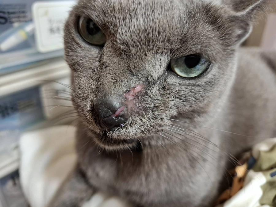 今日は悲しいことがステラに起こりました。