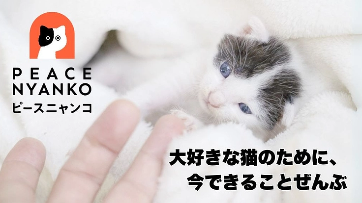 大好きな猫のために、今できることぜんぶ～ピースニャンコ～