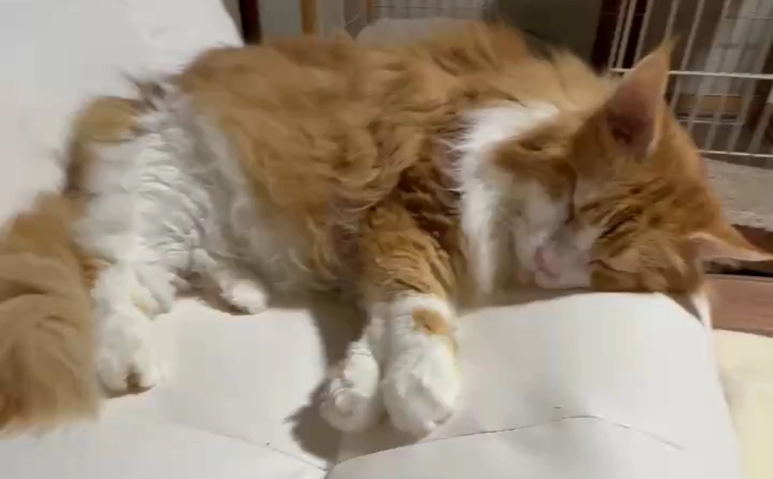 クラファン終了まで残り11日