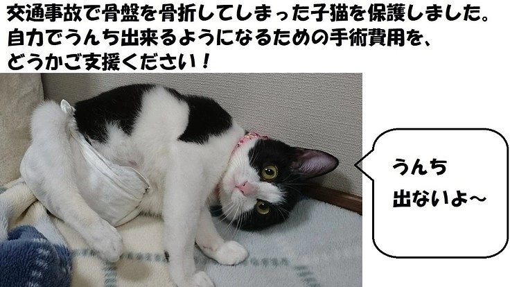 事故で骨折し排便障害をわずらった保護猫メルちゃんの手術費用を!