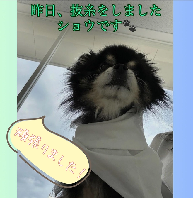 昨日、抜糸をしました🐾