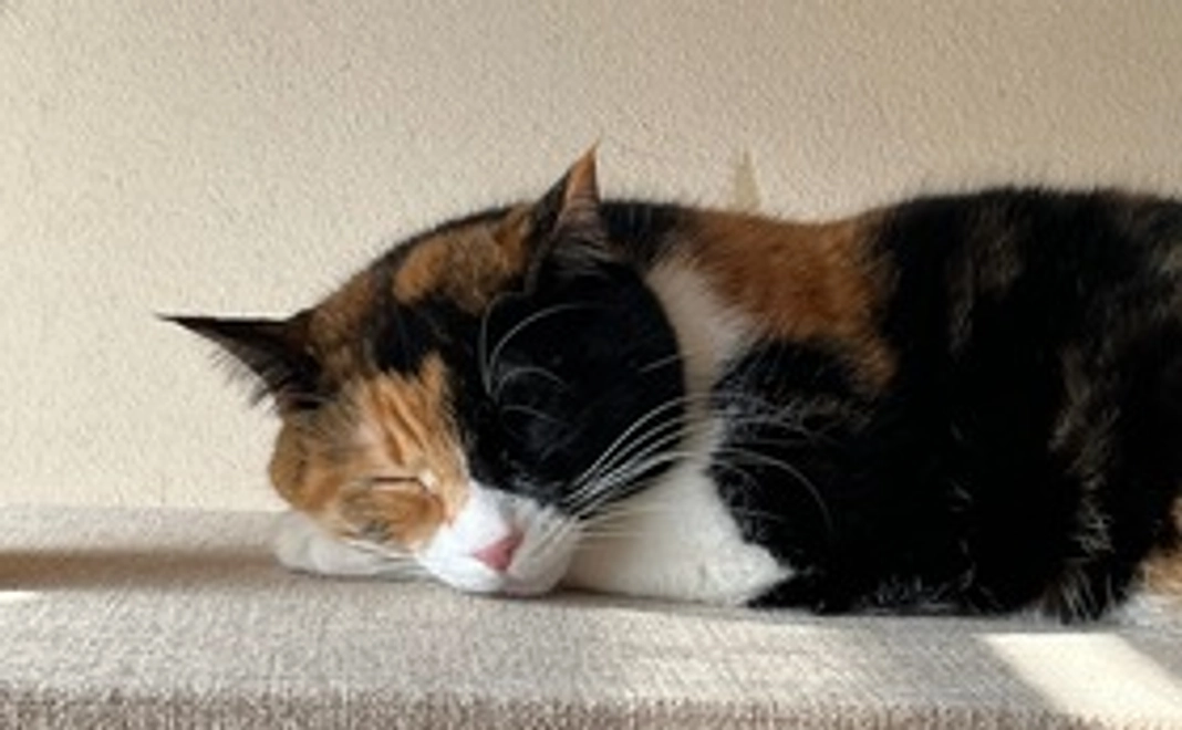 にゃんスリーサポーター1,000円コース