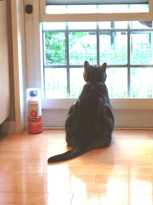 次の診察日より、抗がん剤治療がはじまります。