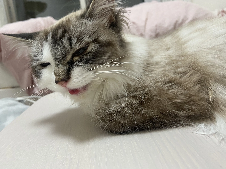 ⑤FIP発覚まで　～長距離移動～