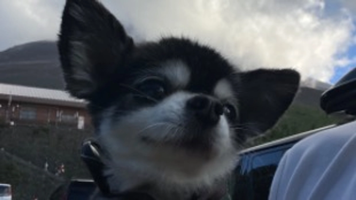 今日の夜は咳がひどい