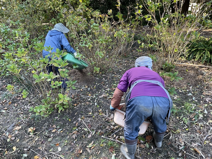 アジサイロードの整備をしています。