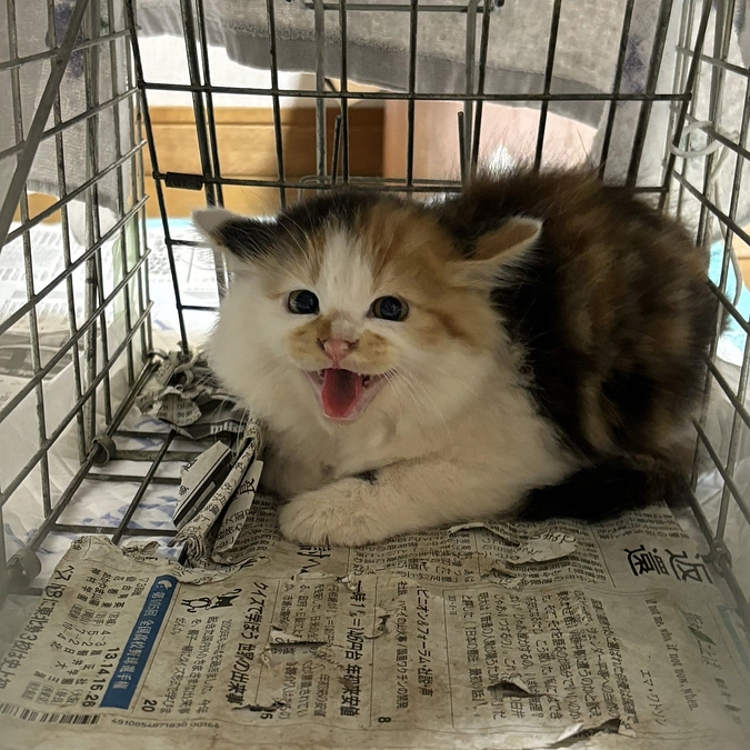 船橋市から30ｋｍ以上離れた場所で親子猫を捕獲！