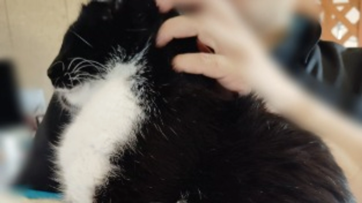 着々と譲渡型保護猫カフェができています