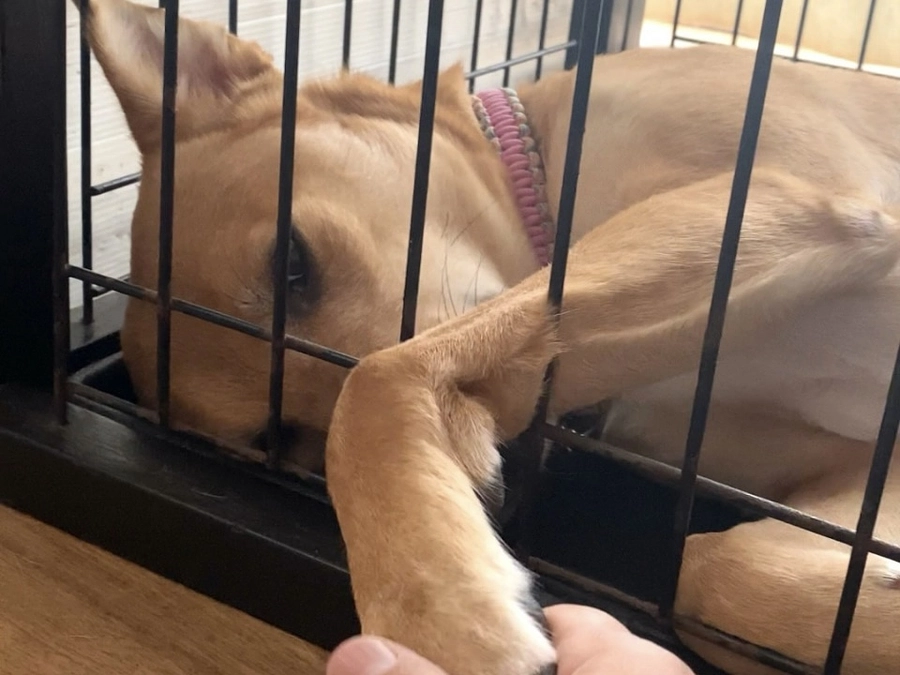 常に開催中。ボラ達の写真撮影コンテスト状態